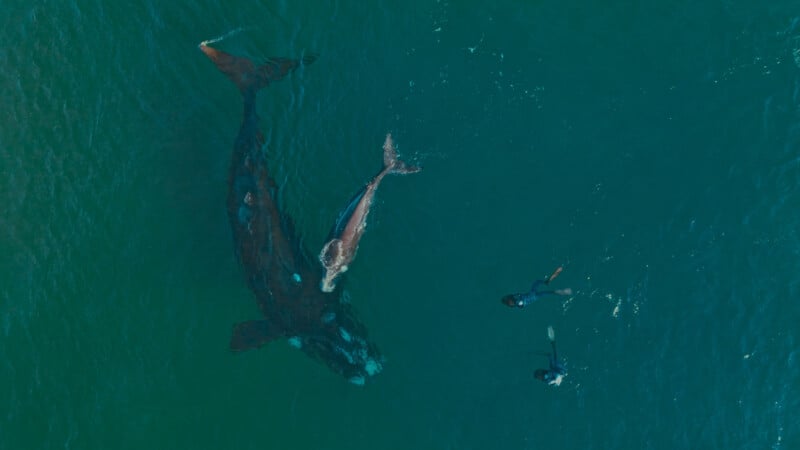 Aerial view of two people snorkeling near a large whale and its calf swimming in clear blue-green water.
