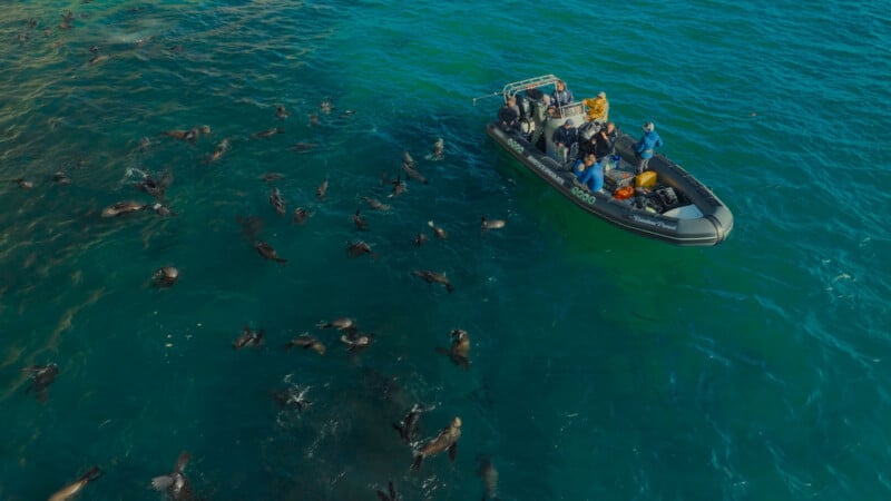 Aerial view of a group of people in a small inflatable boat observing many seals swimming in clear blue-green water.