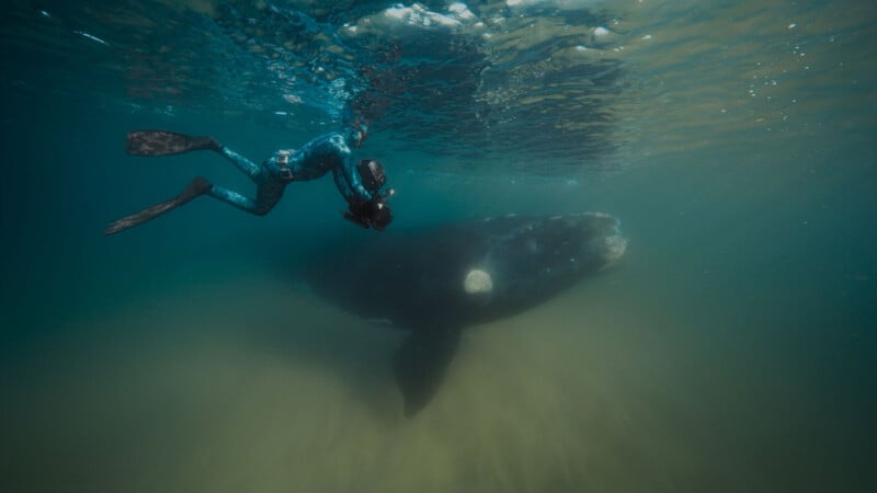A diver in a wetsuit swims underwater near a large whale, holding a camera and facing the animal in murky, sunlit water.
