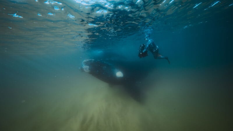 A scuba diver swims underwater near a large whale, with sunlight filtering through the water above and sand swirling below them.