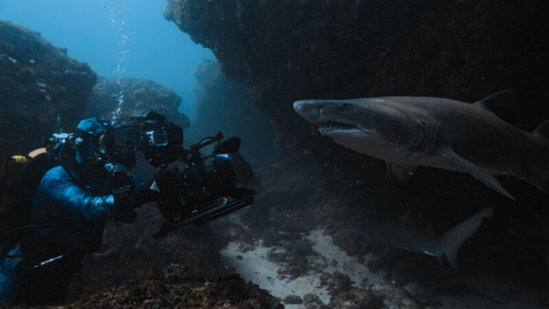 A scuba diver with an underwater camera films a large shark in a rocky underwater environment, with another shark visible in the background.