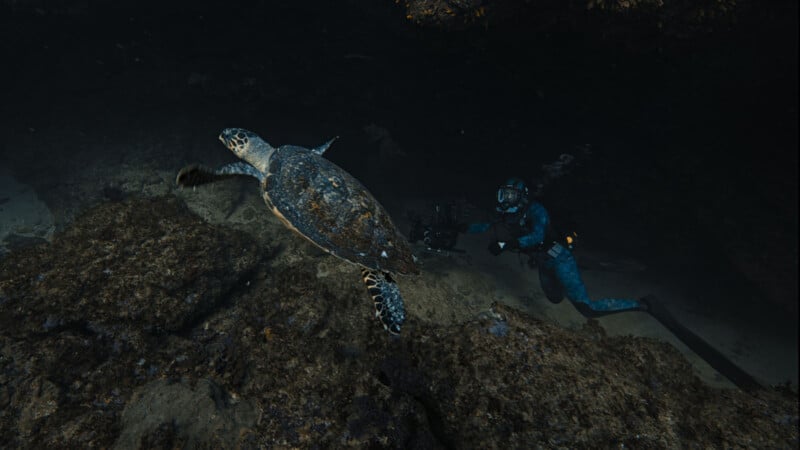 A diver in scuba gear swims underwater near a sea turtle, holding a camera to capture footage. The scene is dimly lit, with rocky terrain and some marine life visible in the background.