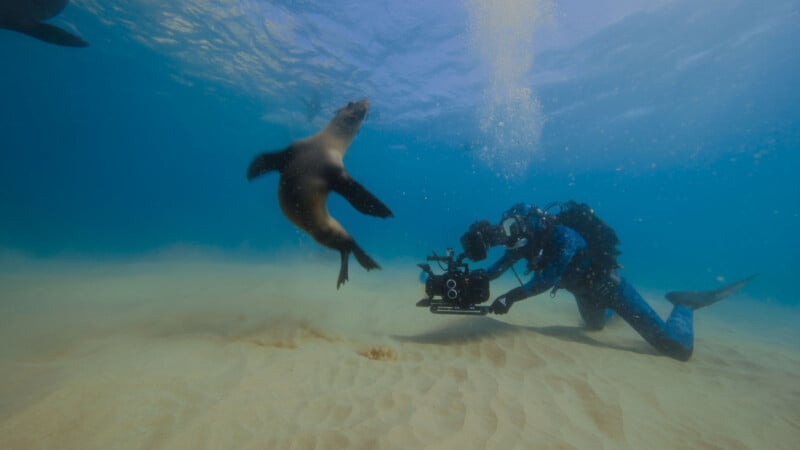 A diver in scuba gear films an underwater scene with a camera as a sea lion swims nearby above the sandy ocean floor, surrounded by clear blue water and air bubbles.