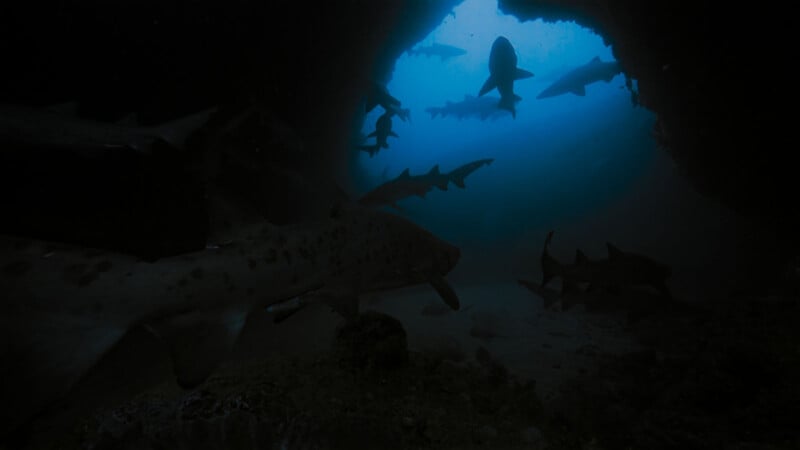 A group of sharks swim near the entrance of an underwater cave, silhouetted against the blue light coming from the opening above.