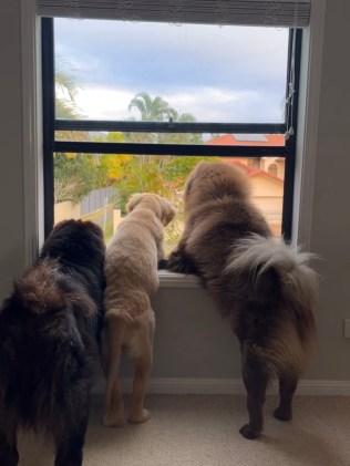 Three large dogs with fluffy fur stand on their hind legs, looking out of an open window at trees and houses outside. Their backs are facing the camera.