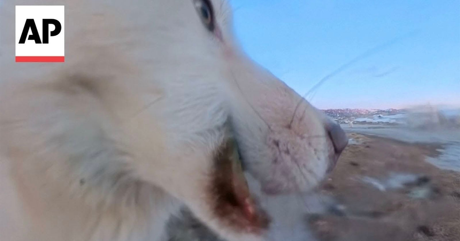 Sled Dog Steals 360 Camera, Hits Record, and Hides It