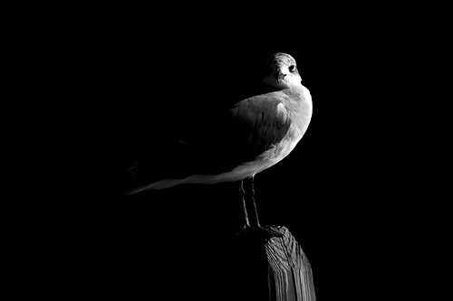 photoflavor-gull