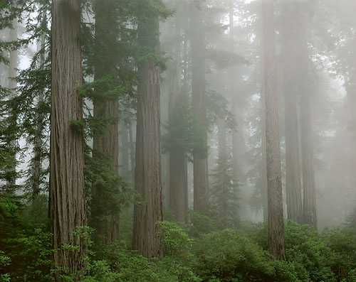 Redwoods, Del Norte Coast, California  1990