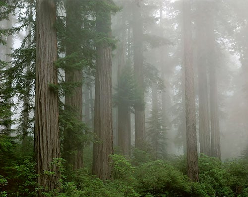 Redwoods, Del Norte Coast, California  1990