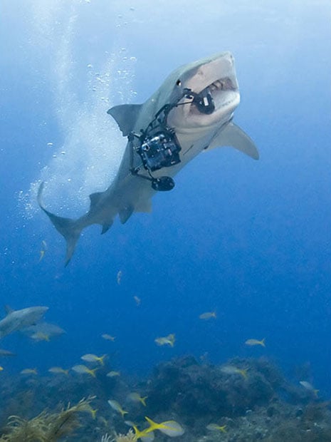 underwater shark photography