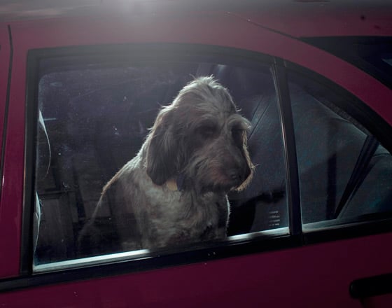 do dogs like looking out windows