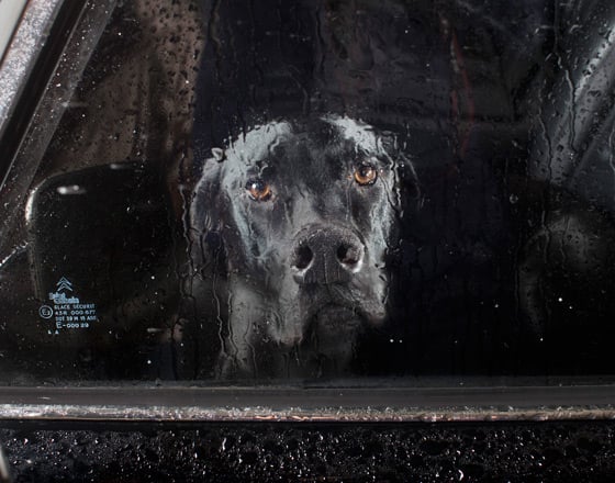 do dogs like looking out windows