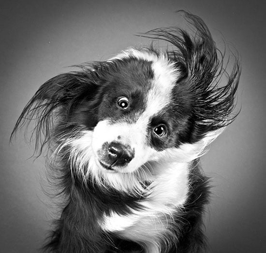 black and white photography of dogs