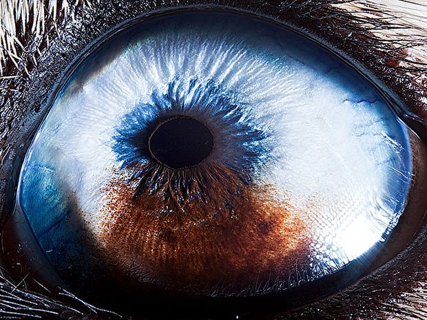 close up photography eye