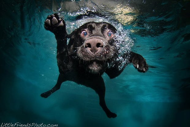 Portraits of Dogs Jumping Underwater