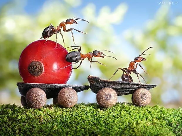 Unbelievable Fantasy Photos of Ants - 620 x 465 jpeg 107kB