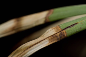 A Homemade All-In-One Macro Rig for the Financially Challenged | PetaPixel
