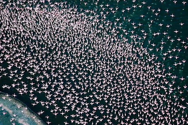 Millions of flamingos
