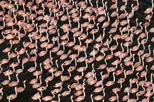 Photos of Flamingos as Numerous as the Sand on the Seashore - 620 x 413 jpeg 129kB