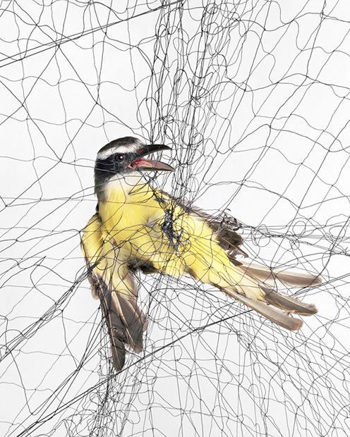 Photographs of Birds Caught in Mist Nets