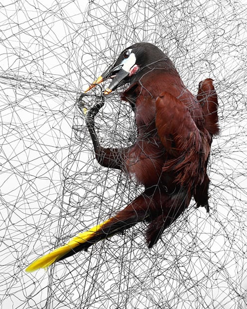 Photographs of Birds Caught in Mist Nets