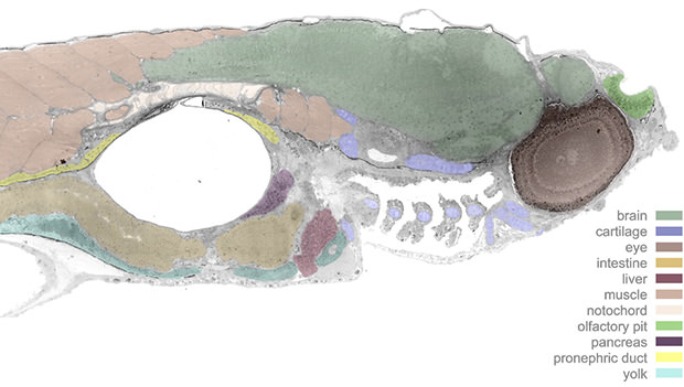 zebrafish embryo drawing