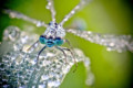 Stunning Macro Photographs of Insects Glowing in the Morning Dew ...