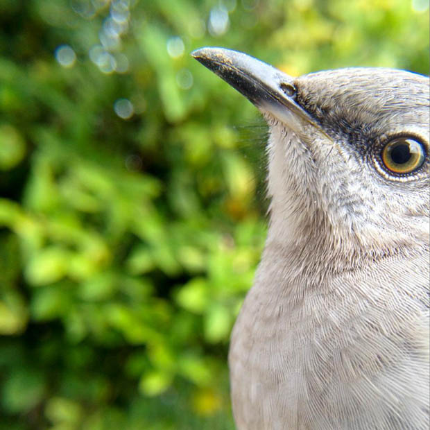 Bird Photo Booth: Take pics as birds feast on seeds