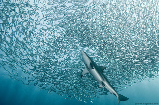 shark eating school of fish