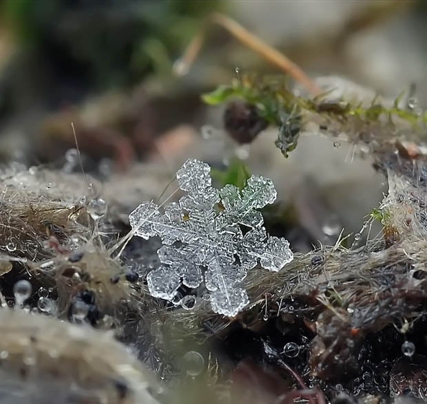 Ethereal Macro Photos Of Snowflakes In The Moments Before They Disappear