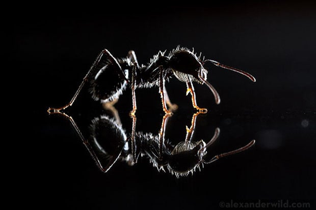 An ant illuminated with the two rear strobes shows the effect of backlighting on the outline and hairs.