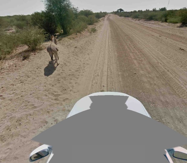 Google Street View Cameras Capture Not-So-Friendly Encounters with Wild  Animals | PetaPixel