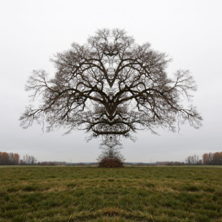 Strange Floating Formations Created by Mirroring Photos of Trees ...