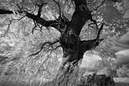 Long-Exposure Infrared Photos of Trees | PetaPixel