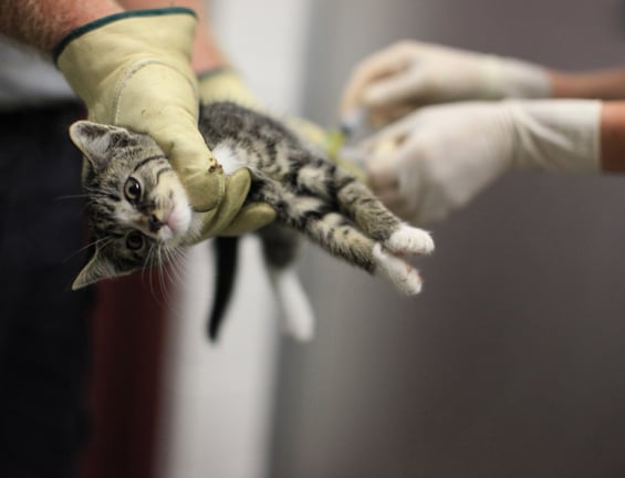 Without a Home: Kitten anesthetized before euthanasia.