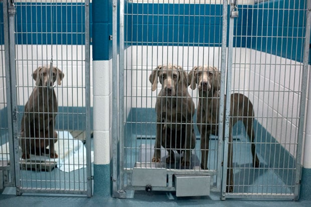 Purebreds: It is a myth that animal shelters are filled with mutts.