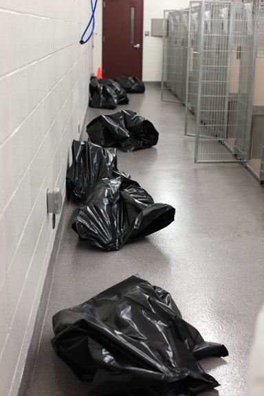 Dead Dogs: After dogs have been euthanized, their bodies are placed into large black plastic bags and their kennels are sanitized.