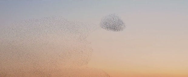 murmuration-2