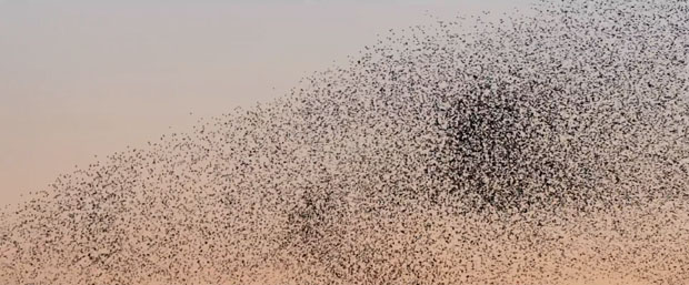 murmuration-6