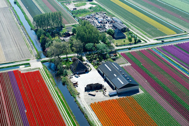 tulipfields-1