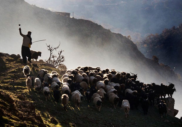A shepherd leads his flock out to pasture in the mountains on the Iran/Iraq border.