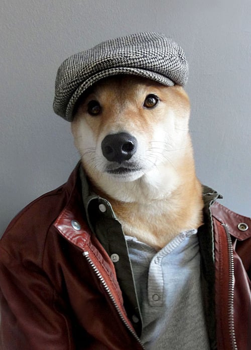 Menswear Dog