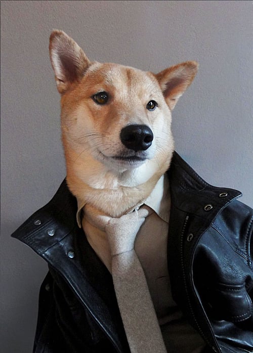 Menswear Dog Features Photos of Men&#039;s Fashion, Modeled by a Shiba Inu