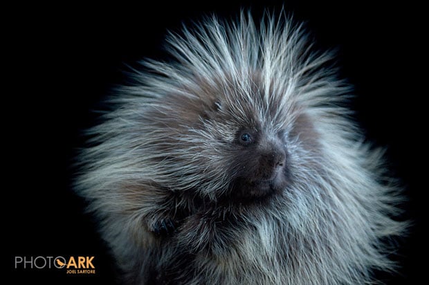 A porcupine (Erethizon dorsatum) at the Great Plains Zoo. 