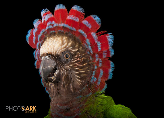A hawk-headed parrot (Deroptyus accipitrinus) at the Houston Zoo.