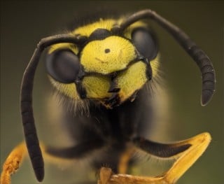 Focus-Stacked Macro Photos of Bugs by Photographer Nicolas Reusens ...