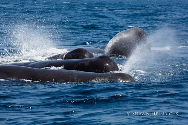 Family of sperm whales bunched in defensive posture