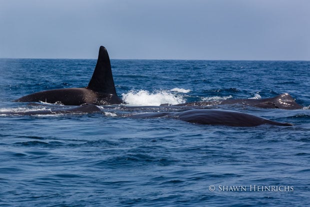 Orca crashes into panicked sperm whale group