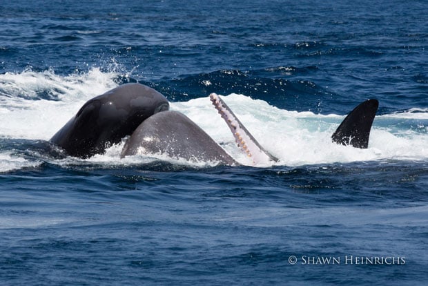 Sperm whales struggle to survive orca onslaught