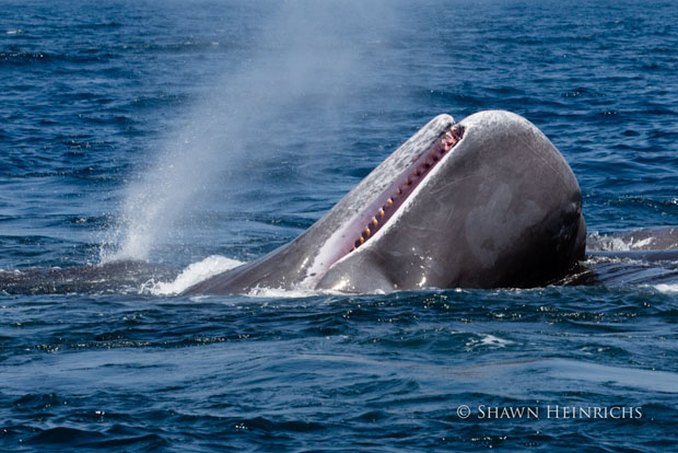 Photographer Captures a Battle Between Killer Whales and Sperm Whales ...